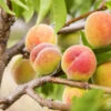 Polly Peach Tree 2 Polly Peach Tree -Fast Growing Trees Polly Peach FGT 600x600 1