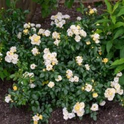 Popcorn Drift® Rose 7 Popcorn Drift® Rose -Fast Growing Trees Popcorn Drift Rose 3