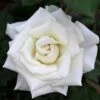 Pope John Paul II Rose Shrub 2 Pope John Paul II Rose Shrub -Fast Growing Trees Pope John Paul Rose FGT 600x600 0c0da3d4 5c1d 47bc 9e25 5c58543e2d88