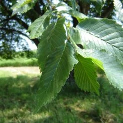 Prairie Expedition® Elm Tree 8 Prairie Expedition® Elm Tree -Fast Growing Trees Prairie Expedition Elm 2