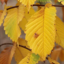 Prairie Expedition® Elm Tree 9 Prairie Expedition® Elm Tree -Fast Growing Trees Prairie Expedition Elm 3