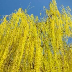 Prairie Cascade Weeping Willow 8 Prairie Cascade Weeping Willow -Fast Growing Trees Prarie Cascade Willow 3 FGT