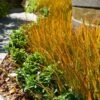 Prairie Fire Sedge 1 Prairie Fire Sedge -Fast Growing Trees Prarie Fire Sedge FGT 600x600 0ccfb205 f925 4cc6 9f47 7bfe2db0c343