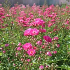 Pretty Polly® Pink Rose 9 Pretty Polly® Pink Rose -Fast Growing Trees Pretty Polly Pink