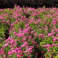 Pretty Polly® Pink Rose 10 Pretty Polly® Pink Rose -Fast Growing Trees Pretty Polly Pink 1 FGT