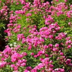 Pretty Polly® Pink Rose 11 Pretty Polly® Pink Rose -Fast Growing Trees Pretty Polly Pink 3 FGT