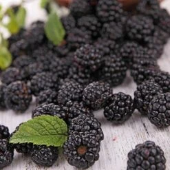 Prime Ark Freedom Blackberry - USDA Organic 8 Prime Ark Freedom Blackberry - USDA Organic -Fast Growing Trees Prime Ark Freedom Blackberries 2 450w 6eb9fce9 bbe8 4d18 aff3 ccaf8f5427c6