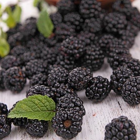 Prime Ark Freedom Blackberry - USDA Organic 5 Prime Ark Freedom Blackberry - USDA Organic - Image 4