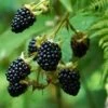 Prime Ark Freedom Blackberry 1 Prime Ark Freedom Blackberry -Fast Growing Trees Prime Ark Freedom Blackberry bush 350w