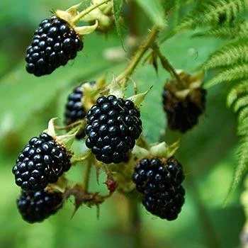 Prime Ark Freedom Blackberry - USDA Organic 2 Prime Ark Freedom Blackberry - USDA Organic