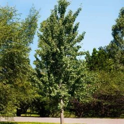 Princeton Sentry™ Columnar Ginkgo Tree 7 Princeton Sentry™ Columnar Ginkgo Tree -Fast Growing Trees Princeton Sentry Ginkgo Tree 1