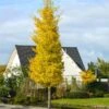 Princeton Sentryâ„¢ Columnar Ginkgo Tree 1 Princeton Sentryâ„¢ Columnar Ginkgo Tree -Fast Growing Trees Princeton Sentry Ginkgo Tree 600x600 fc9f7916 3ff4 4782 aed0 0cca999aa227