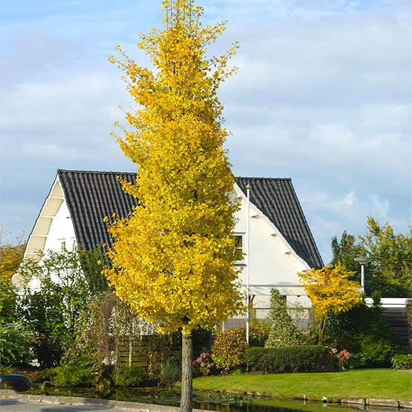 Princeton Sentry™ Columnar Ginkgo Tree 3 Princeton Sentry™ Columnar Ginkgo Tree