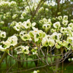 Mexican Flowering Dogwood Tree 8 Mexican Flowering Dogwood Tree -Fast Growing Trees Pringle Mexican Dogwood 1