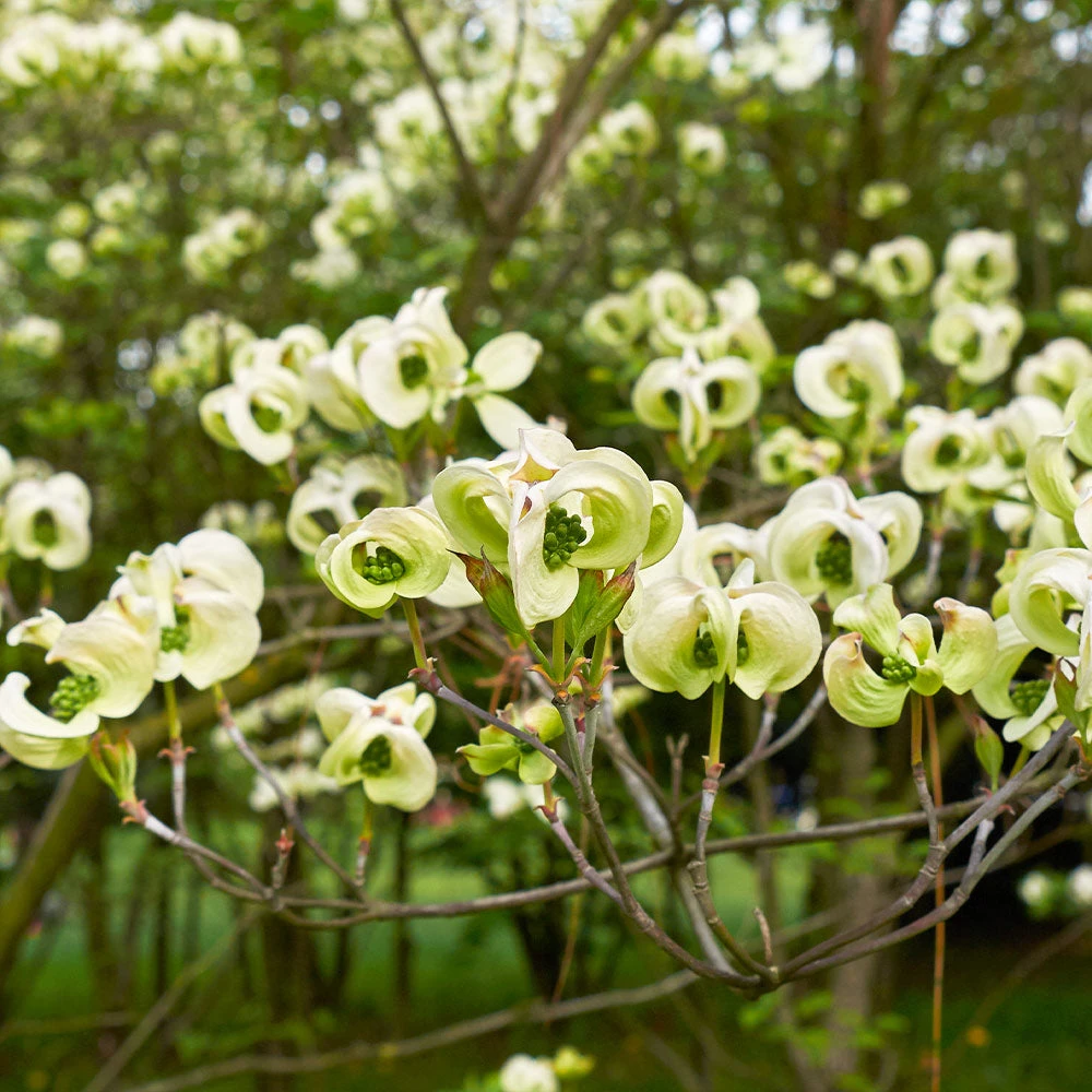 Mexican Flowering Dogwood Tree 5 Mexican Flowering Dogwood Tree - Image 3