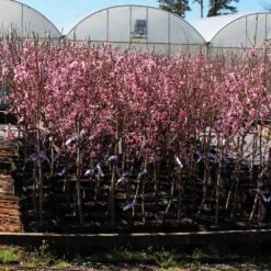 Profusion Crabapple Tree 12 Profusion Crabapple Tree -Fast Growing Trees Profussion Crabapple 1