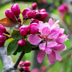 Profusion Crabapple Tree 10 Profusion Crabapple Tree -Fast Growing Trees Profussion Crabapple 3 FGT