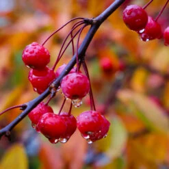 Profusion Crabapple Tree 11 Profusion Crabapple Tree -Fast Growing Trees Profussion Crabapple 6