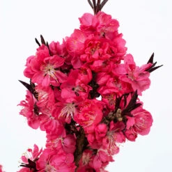 Ruby Ruffle™ Patio Peach Tree 10 Ruby Ruffle™ Patio Peach Tree -Fast Growing Trees Prunus RubyRuffles 2
