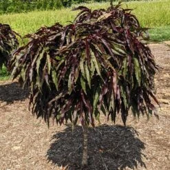 Ruby Ruffle™ Patio Peach Tree 11 Ruby Ruffle™ Patio Peach Tree -Fast Growing Trees Prunus RubyRuffles 3