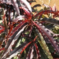 Ruby Ruffle™ Patio Peach Tree 13 Ruby Ruffle™ Patio Peach Tree -Fast Growing Trees Prunus RubyRuffles 6