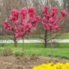 Ruby Ruffleâ„¢ Patio Peach Tree 1 Ruby Ruffleâ„¢ Patio Peach Tree -Fast Growing Trees Prunus RubyRuffles FGT 600x600 1744e450 9ff5 4e97 b1f2 8420542c2512