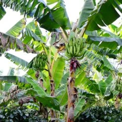 Puerto Rican Plantain Banana Tree 14 Puerto Rican Plantain Banana Tree -Fast Growing Trees Puerto Rican Plantain Banana Tree 10