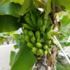 Puerto Rican Plantain Banana Tree 2 Puerto Rican Plantain Banana Tree -Fast Growing Trees Puerto Rican Plantain Banana Tree 600x600 ddb0a822 8a0f 4f43 b9b1 2cbae1c185de
