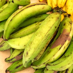 Puerto Rican Plantain Banana Tree 11 Puerto Rican Plantain Banana Tree -Fast Growing Trees Puerto Rican Plantain Banana Tree 7