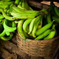 Puerto Rican Plantain Banana Tree 13 Puerto Rican Plantain Banana Tree -Fast Growing Trees Puerto Rican Plantain Banana Tree 9