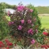 Black Diamond® Crape Myrtle - Purely Purple™ 2 Black Diamond® Crape Myrtle - Purely Purple™ -Fast Growing Trees Purely Purple 600x600 f4511df5 e7fb 4130 8f9c 95337f568af6