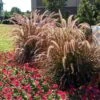 Purple Fountain Grass 1 Purple Fountain Grass -Fast Growing Trees Purple Fountain Grass FGT 600x600jpg