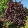 Purple Plunge Weeping Plum Tree -Fast Growing Trees Purple Plunge 600x600 dd557c99 5aec 4a78 a3fc 19a85e25e927