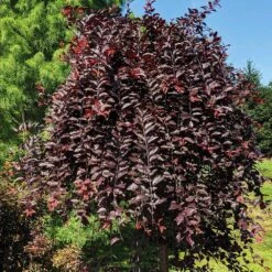 Purple Plunge Weeping Plum Tree 8 Purple Plunge Weeping Plum Tree -Fast Growing Trees Purple Plunge 8