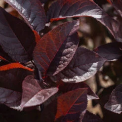 Purple Plunge Weeping Plum Tree 11 Purple Plunge Weeping Plum Tree -Fast Growing Trees Purple Plunge 9