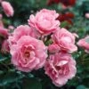 Queen Elizabeth Rose 2 Queen Elizabeth Rose -Fast Growing Trees Queen Elizabeth Rose 1 FGT
