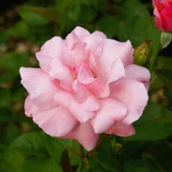 Queen Elizabeth Rose 8 Queen Elizabeth Rose -Fast Growing Trees Queen Elizabeth Rose 2 FGT
