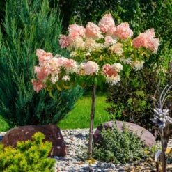 Quick Fire® Hydrangea Tree 9 Quick Fire® Hydrangea Tree -Fast Growing Trees QyuickFire Hydrangea 1