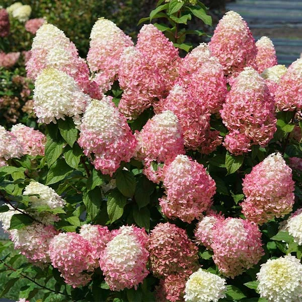 Quick Fire® Hydrangea Tree 3 Quick Fire® Hydrangea Tree
