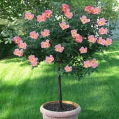 Rainbow Knock Out® Rose Tree 5 Rainbow Knock Out® Rose Tree -Fast Growing Trees Rainbow Knock Out Rose Tree MAINIMAGE FGT