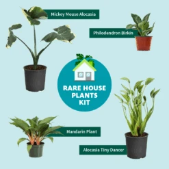 Rare House Plant Kit 11 Rare House Plant Kit -Fast Growing Trees RareHousePlantKitGraphic