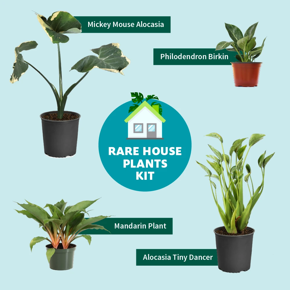 Rare House Plant Kit 5 Rare House Plant Kit - Image 3