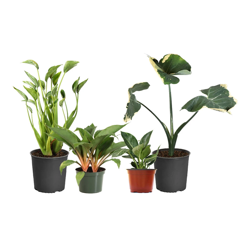 Rare House Plant Kit 4 Rare House Plant Kit - Image 2