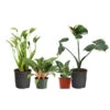 Rare House Plant Kit 1 Rare House Plant Kit -Fast Growing Trees Rare House Plant 600x600 d015dd8a 6c8e 4279 9933 bd5f2fe9ec3f