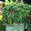 Bushel And Berry® Raspberry Shortcake® Bush 2 Bushel And Berry® Raspberry Shortcake® Bush -Fast Growing Trees Raspberry Shortcake FGT 600x600 edb63ed1 c16d 4d68 b722 da3bd8e6cc21