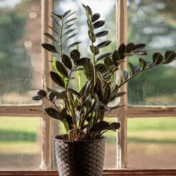 Raven ZZ Plant 7 Raven ZZ Plant -Fast Growing Trees Raven ZZ 1