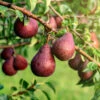 Red Bartlett Pear Tree 1 Red Bartlett Pear Tree -Fast Growing Trees Red Bartlet Pear BB 600x600 21bb8d09 e20b 4c1c 80fa 90d31e252950