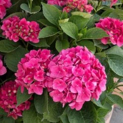 Red N' Pretty® Hydrangea Shrub 7 Red N' Pretty® Hydrangea Shrub -Fast Growing Trees Red and Pretty Hydrangea 2