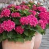 Red N' Pretty® Hydrangea Shrub 2 Red N' Pretty® Hydrangea Shrub -Fast Growing Trees Red and Pretty Hydrangea 600x600 9d08c0b6 dc05 4572 a857 ba0df3f30de7
