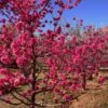 Red Baron Peach Tree 1 Red Baron Peach Tree -Fast Growing Trees Red Baron Peach 600x600 b3d7cec1 5273 4192 a2eb dbdc9b4472b9
